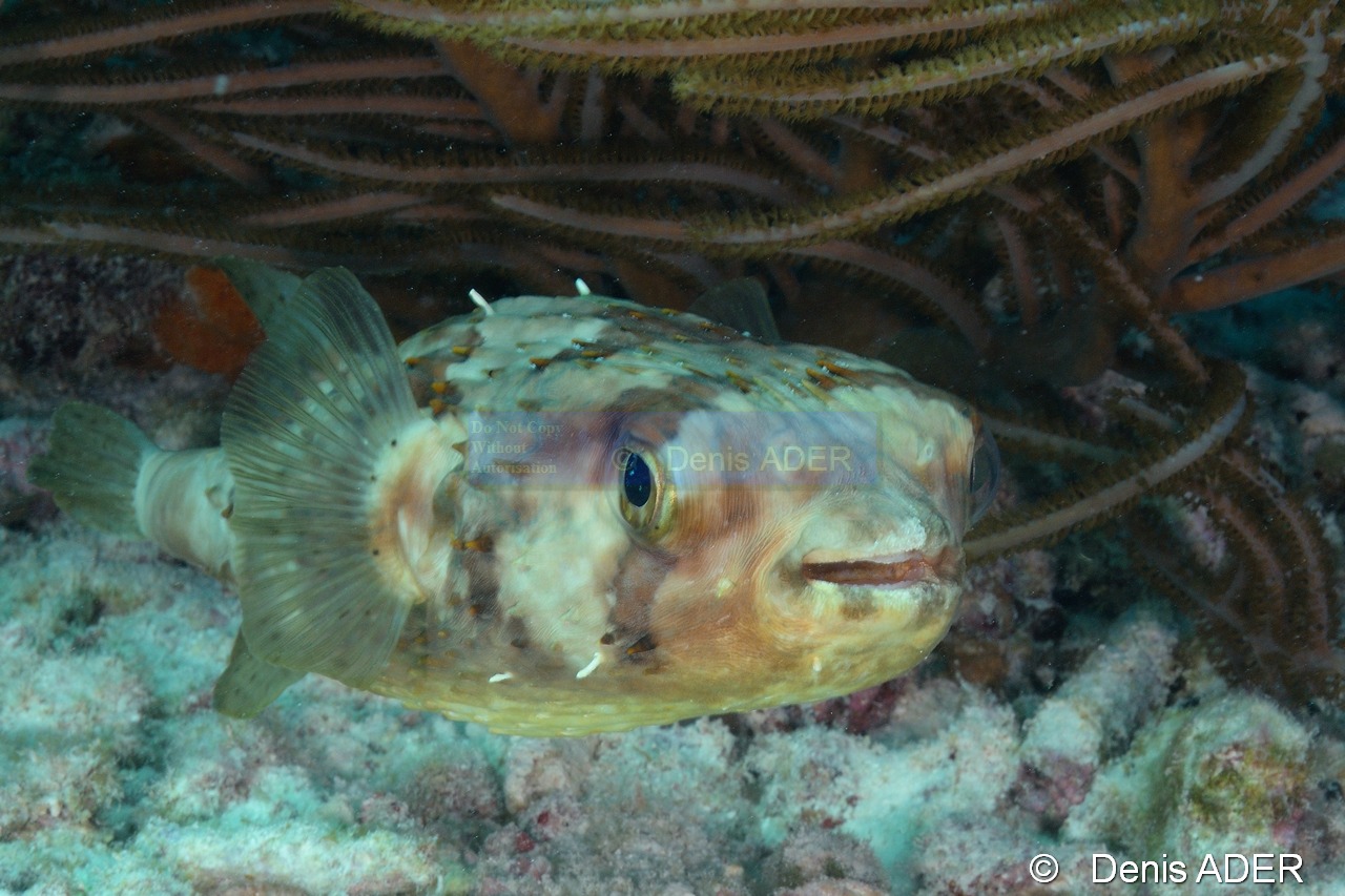 Diodon holocanthus Poisson porc epic a taches-Bonaire Sharon serenity-4m-20180218-Denis-ADER-DSC_6664_tn.jpg